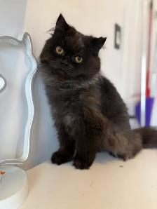 Chocolate male purebred - Photo 7