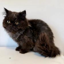 Chocolate male purebred - Photo 8