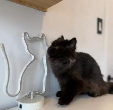 Chocolate male purebred - Photo 9