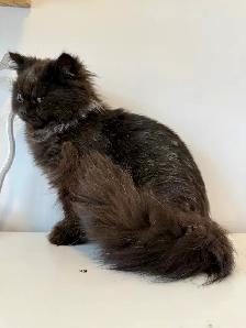 Chocolate male purebred - Photo 10