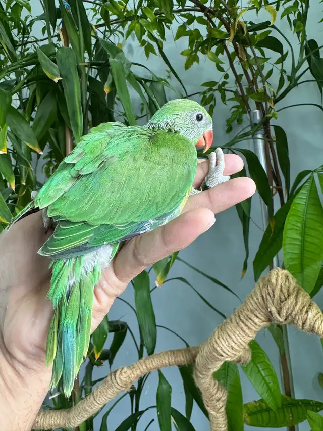 Indian ringneck babies (Green)