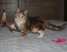 MAINE COON KITTENS, PUREBRED
