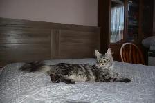 MAINE COON KITTENS, PUREBRED - Photo 2