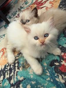 Himalayan Kitten - Photo 2