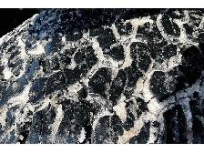 2024 Jeep Wrangler Willys 4Dr | Heated Seats | 12.3\' NAV | Tow - Photo 31