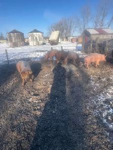 Butcher pigs - Photo 3