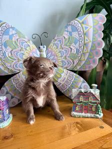 ❤️Tiny Chihuahuas❤️ Ready 2 Go - Photo 2