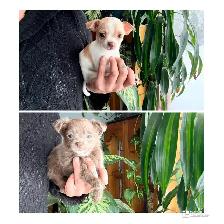 ❤️Tiny Chihuahuas❤️ Ready 2 Go - Photo 5