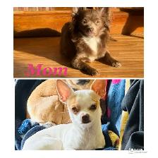 ❤️Tiny Chihuahuas❤️ Ready 2 Go - Photo 7