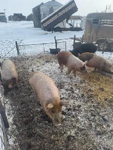 Feeder / Finisher pigs - Photo 4