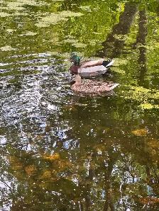 Furnished 3BR Short-Term Rental – Fireplace, Steam Room, Pond - Photo 11