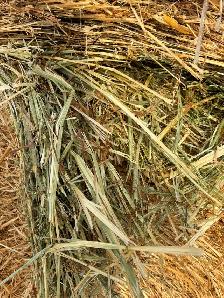 Hay for Sale - Photo 2