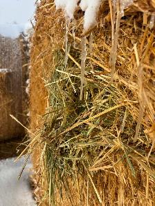 Hay for Sale - Photo 4
