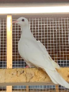 Doves Ringneck - Photo 2