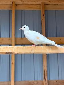 Doves Ringneck - Photo 3