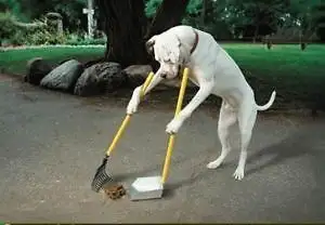 dog poop, poo, waste spring clean up. Kitchener. Waterloo etc.. - Photo 2