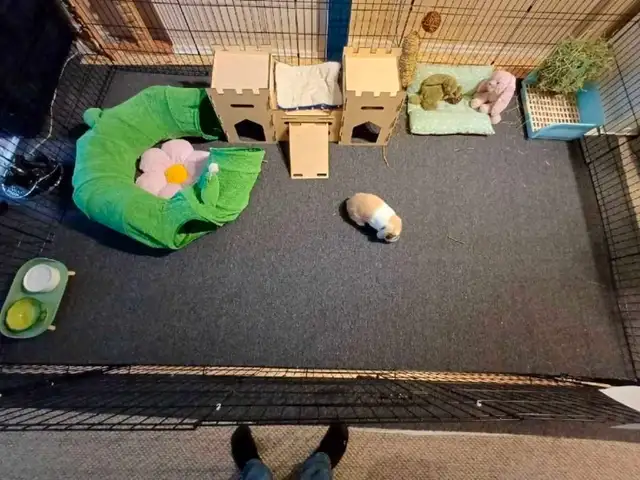 Rabbit Boarding & Training . XXL Private Rooms. 24/7 Love  Care - Photo 5