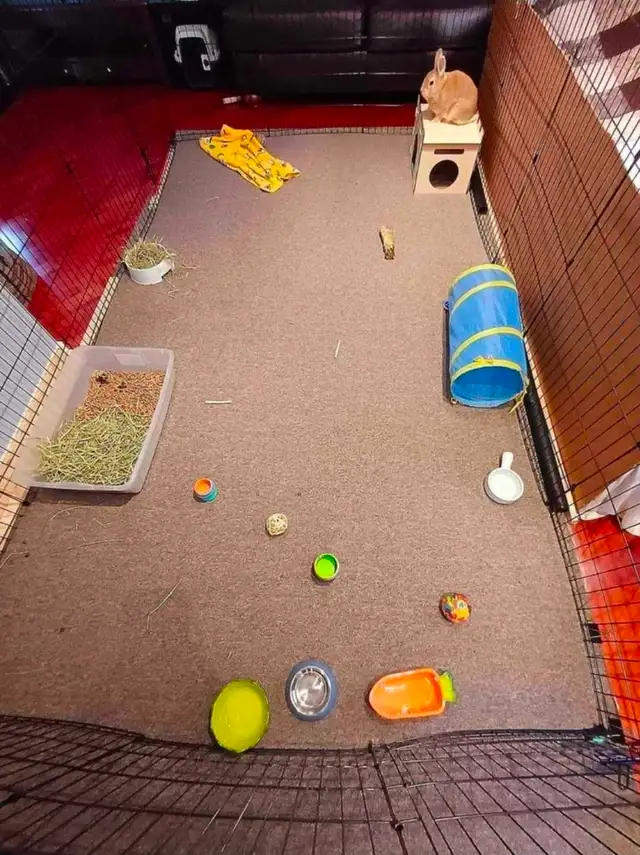 Rabbit Boarding & Training . XXL Private Rooms. 24/7 Love  Care - Photo 9