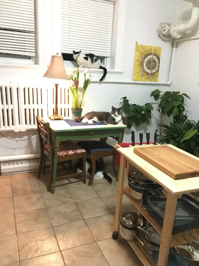 Great Location!  41/2 in NDG - heat/hot water/electricity incl. - Photo 2