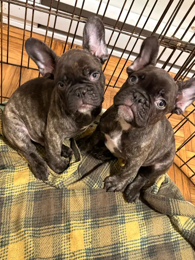 french bulldog /bulldog français