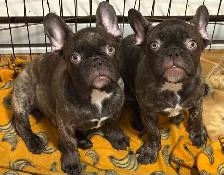 french bulldog /bulldog français - Photo 2