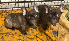 french bulldog /bulldog français - Photo 4