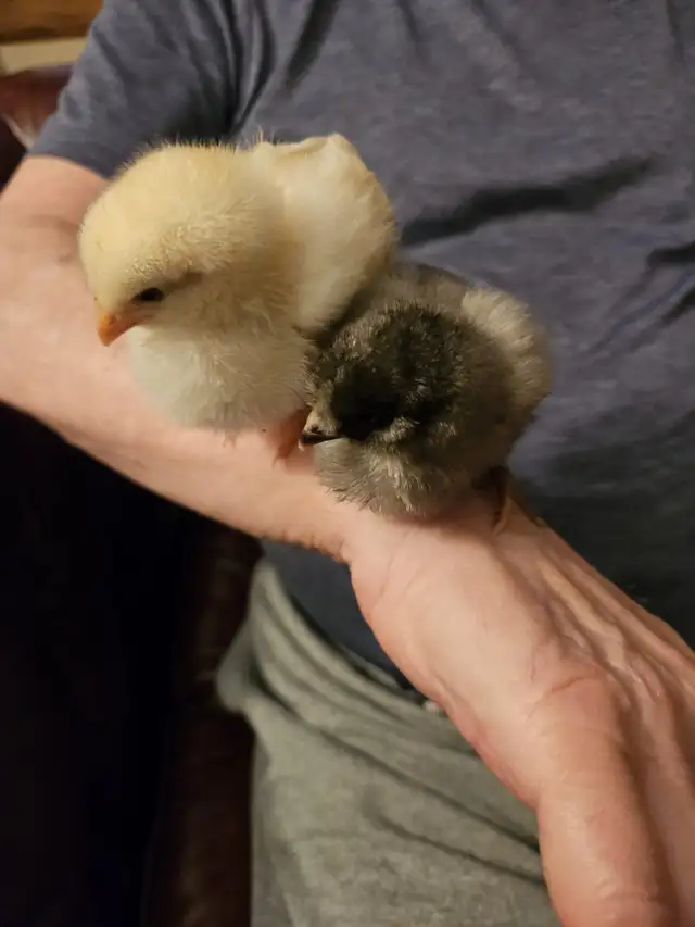 two chicken chicks free