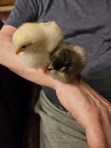 two chicken chicks free