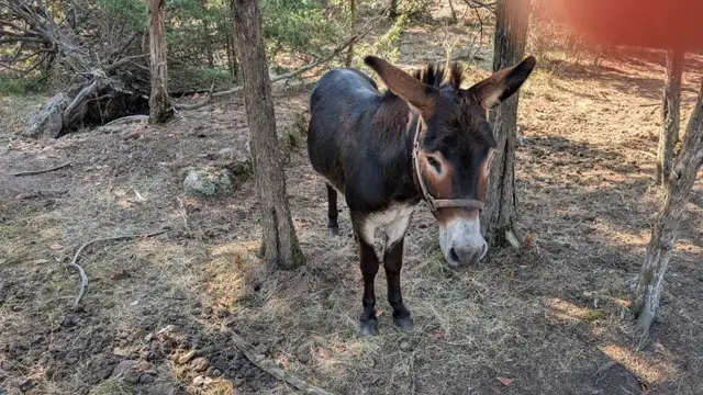 Intact Male For Trade or Sell