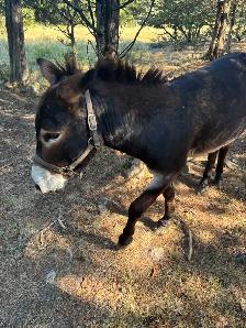 Intact Male For Trade or Sell - Photo 4