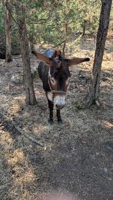 Intact Male For Trade or Sell - Photo 5