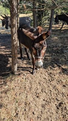 Intact Male For Trade or Sell - Photo 6