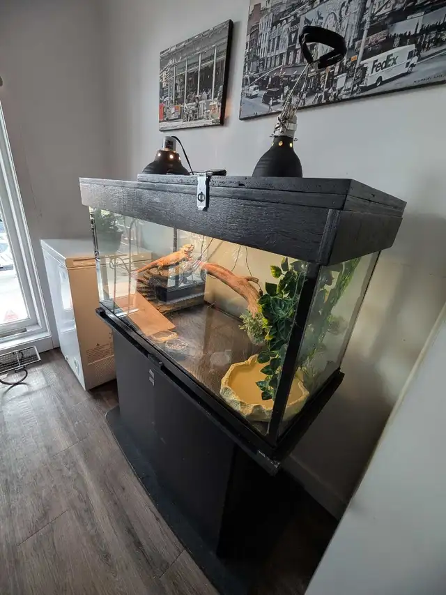 Dragon barbu ( pogona )