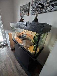 Dragon barbu ( pogona )