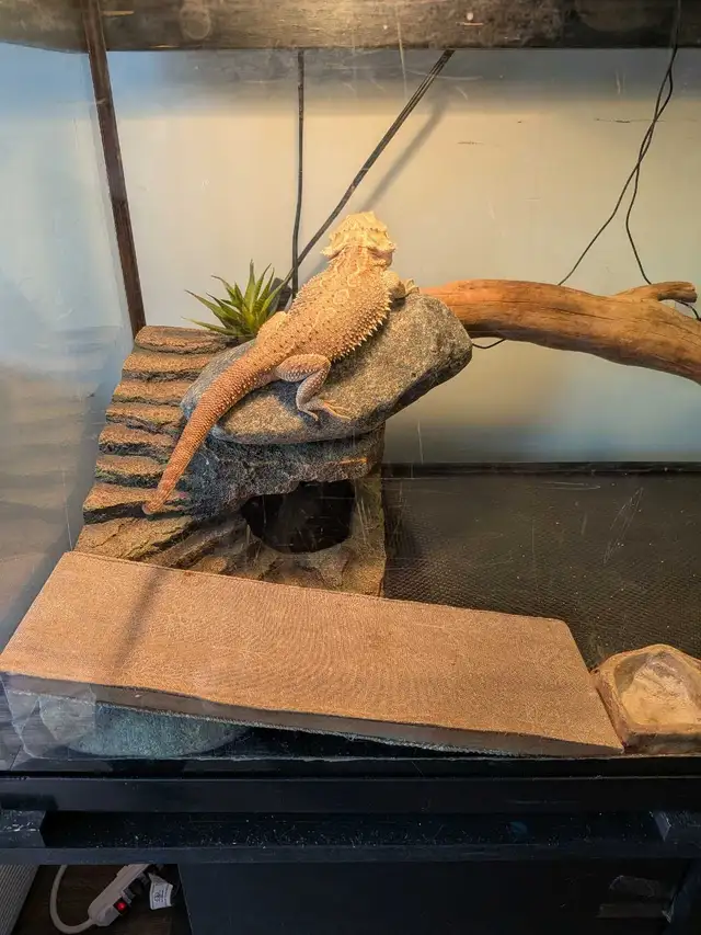 Dragon barbu ( pogona ) - Photo 2