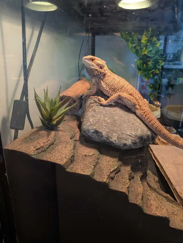 Dragon barbu ( pogona ) - Photo 3