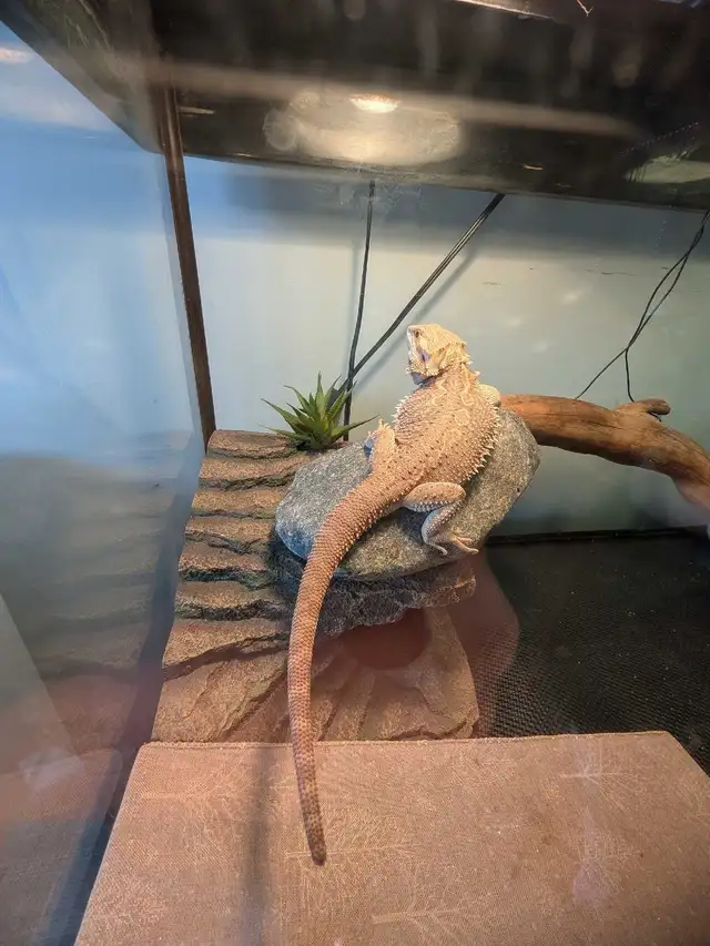 Dragon barbu ( pogona ) - Photo 4