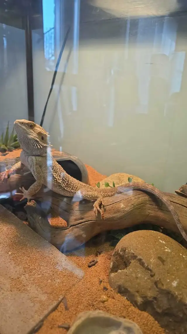 Dragon barbu ( pogona ) - Photo 5