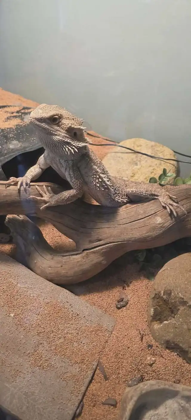 Dragon barbu ( pogona ) - Photo 6