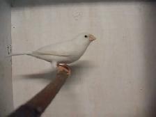 Serin canari mâle - Photo 2