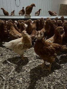 Brown Laying Hens - Photo 6