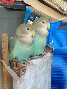 7 Rosey peach faced lovebird babies for adoption !