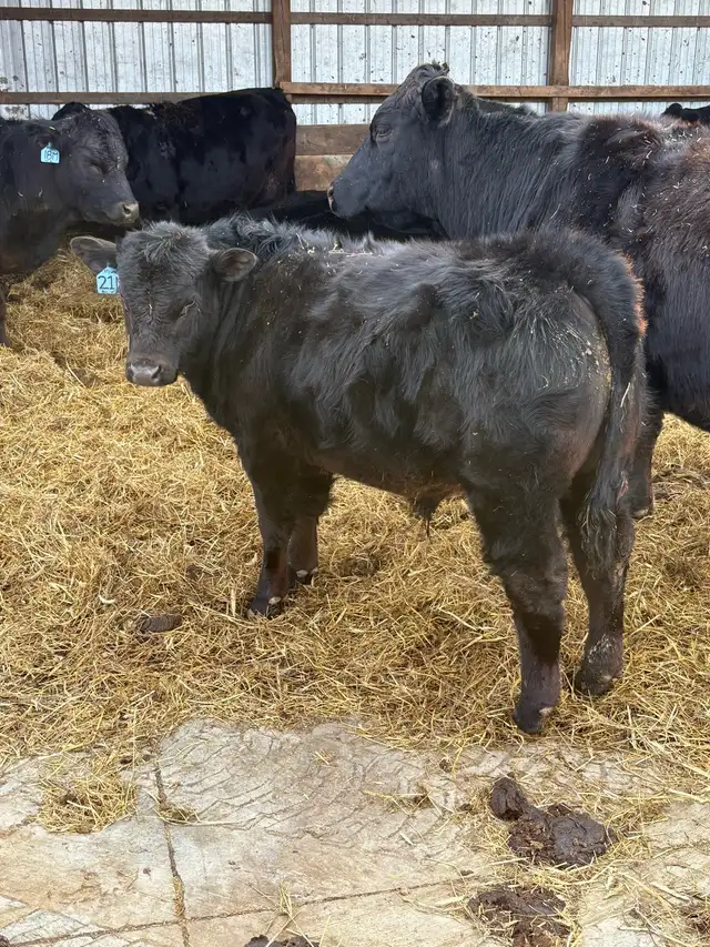 Limflex Bull calf