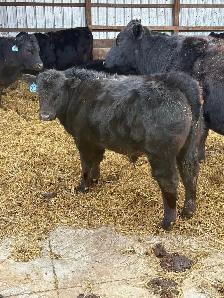 Limflex Bull calf