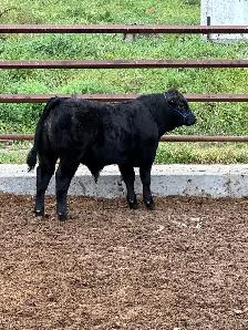 Limflex Bull calf - Photo 2