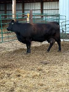 Limflex Bull calf - Photo 4
