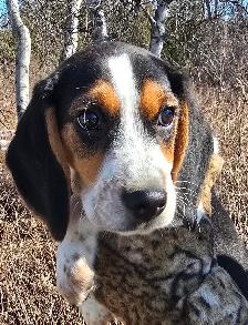 CKC registered BEAGLES