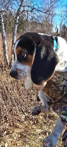 CKC registered BEAGLES - Photo 2