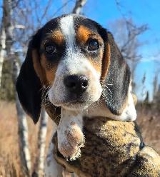 CKC registered BEAGLES - Photo 3