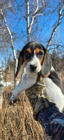 CKC registered BEAGLES - Photo 4